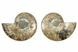 Cut & Polished, Agatized Ammonite Fossil - Madagascar #344487-1